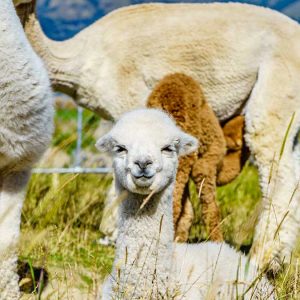 Baby alpacas on Banks Peninsula. Copyright: christchurchnz.com